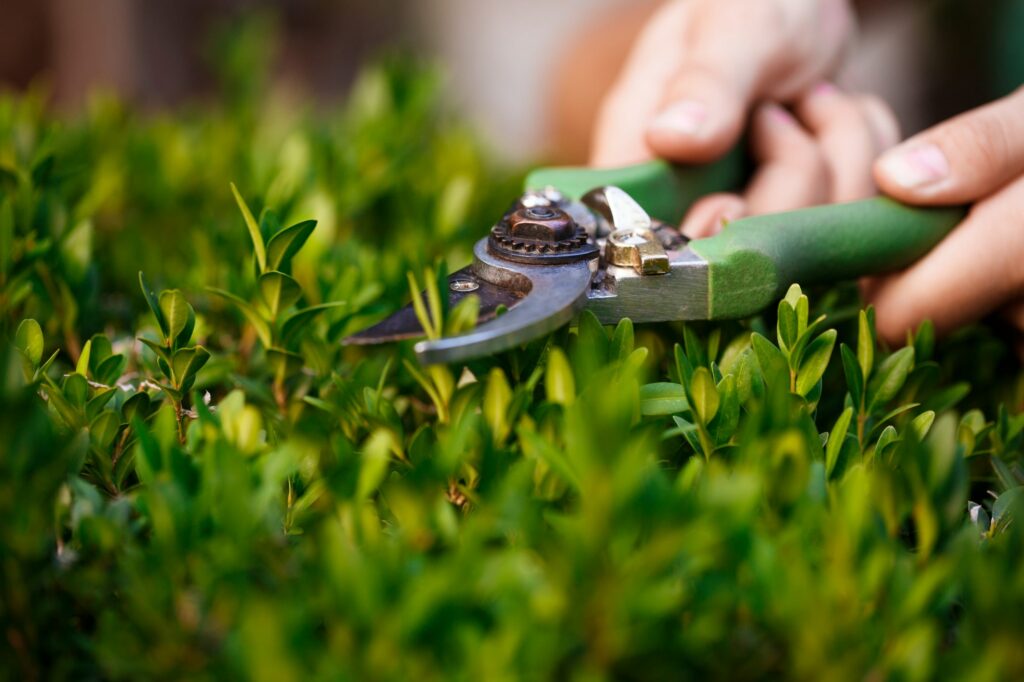 Servicio de jardinería